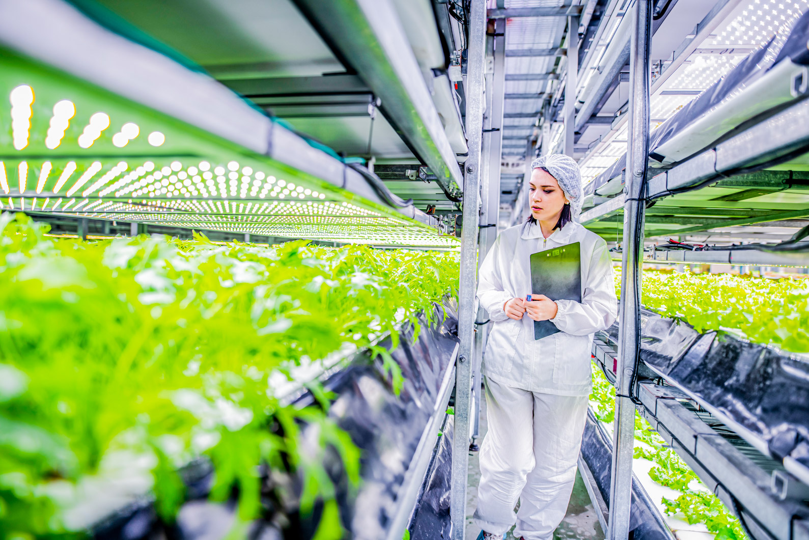 Female biotechnologist walking in a vertical farming facility with a digital tablet and observing the growth patterns of lettuce crops.