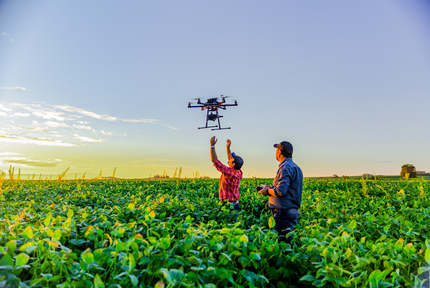 Drone no copyright in a soybean field,